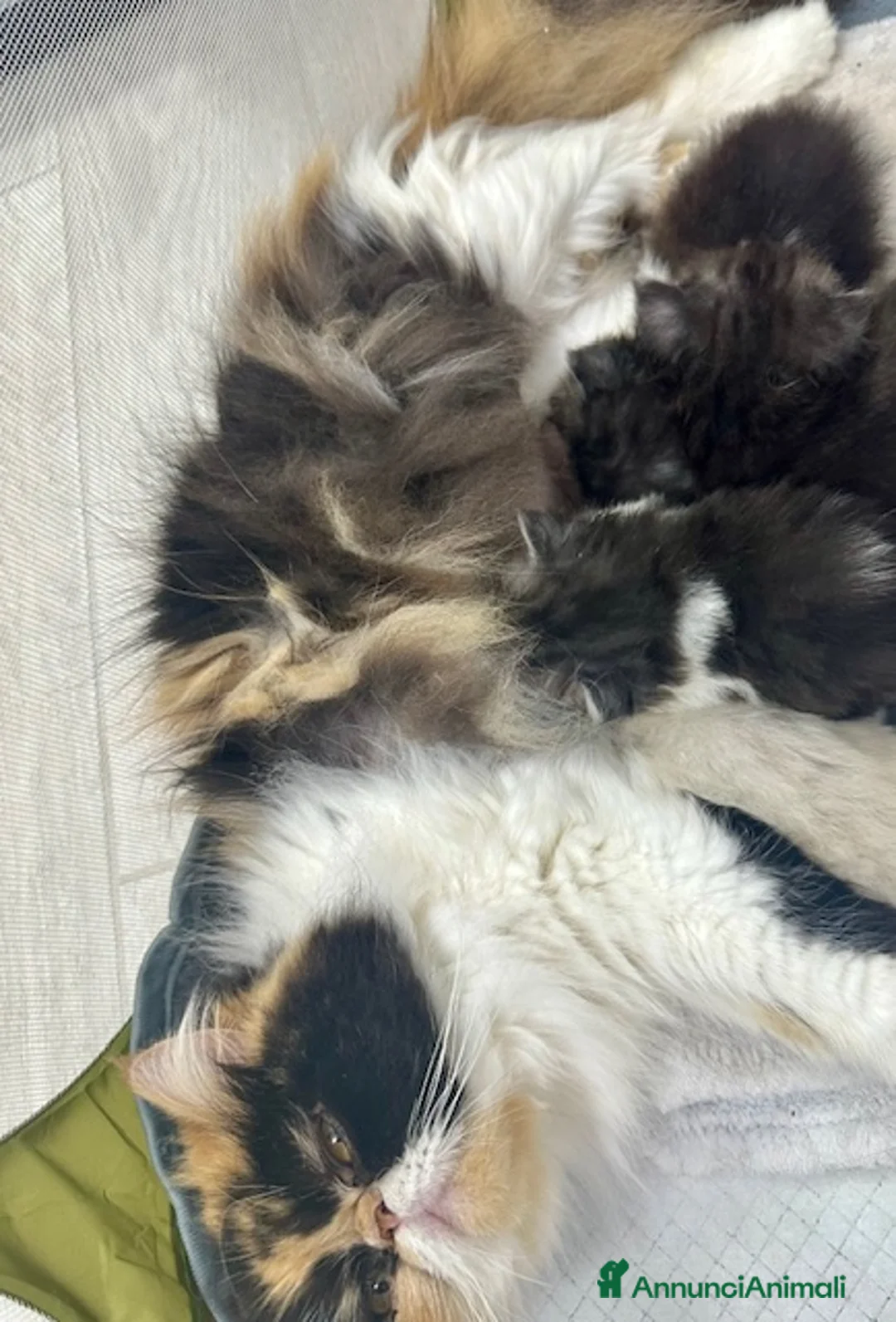 Persiano gatti in vendita: Cuccioli persiani - Annuncio 2