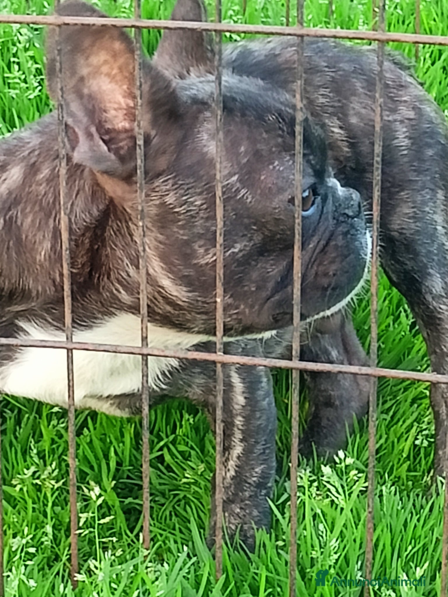 Bulldog Francese cani Bulldog francese bellissimo  - Annuncio 1