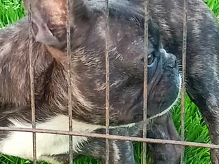 Bulldog Francese cani Bulldog francese bellissimo - Annuncio 1