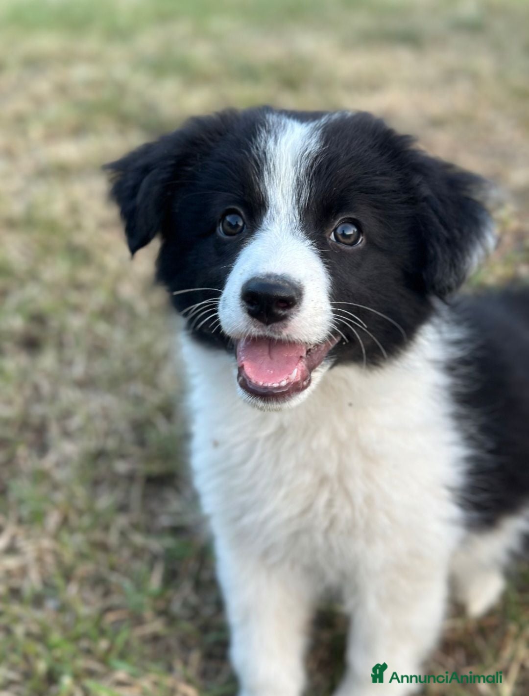 Border Collie cani Cuccioli Border collie femmine - Annuncio 2