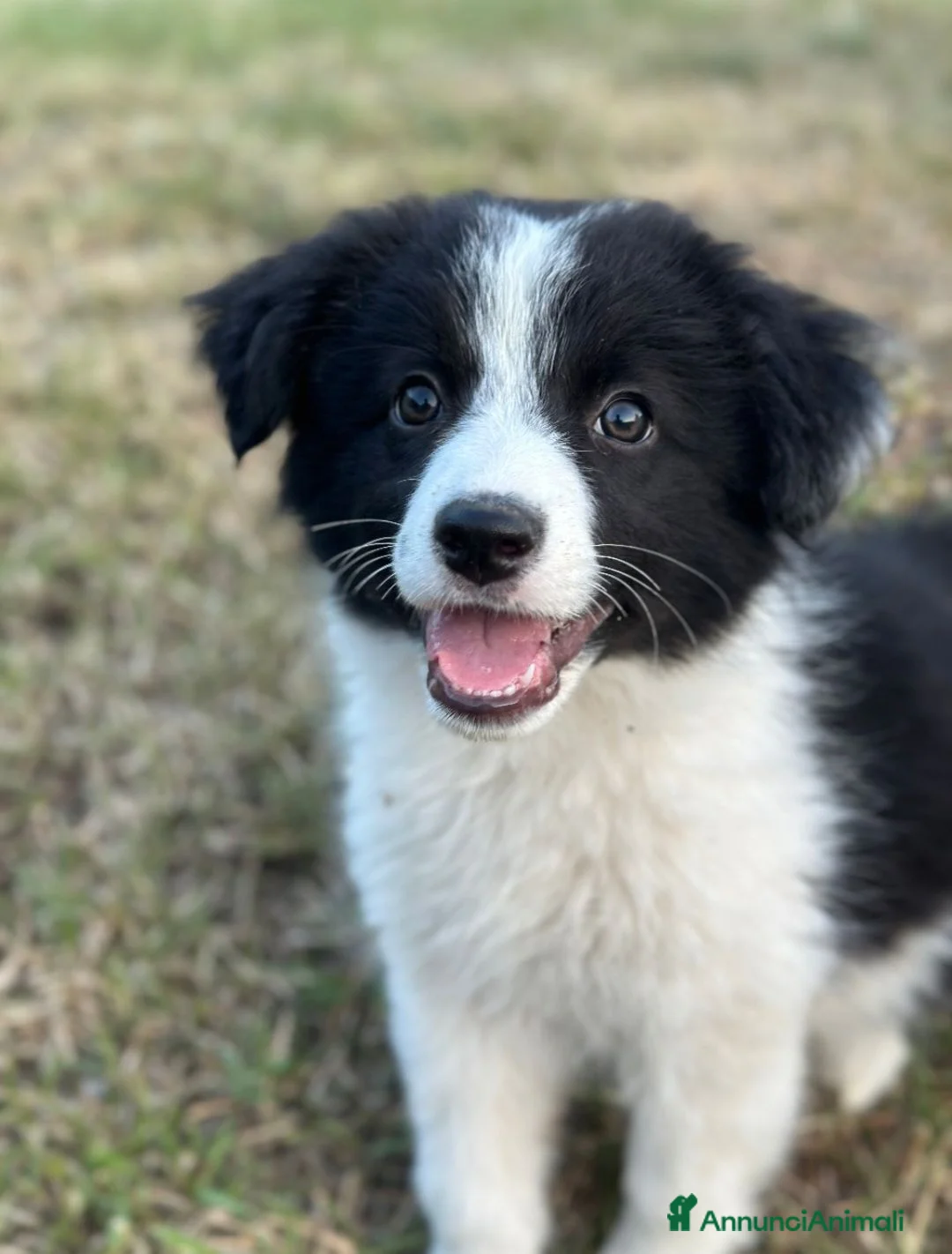 Border Collie cani in vendita: Cuccioli Border collie femmine - Annuncio 1