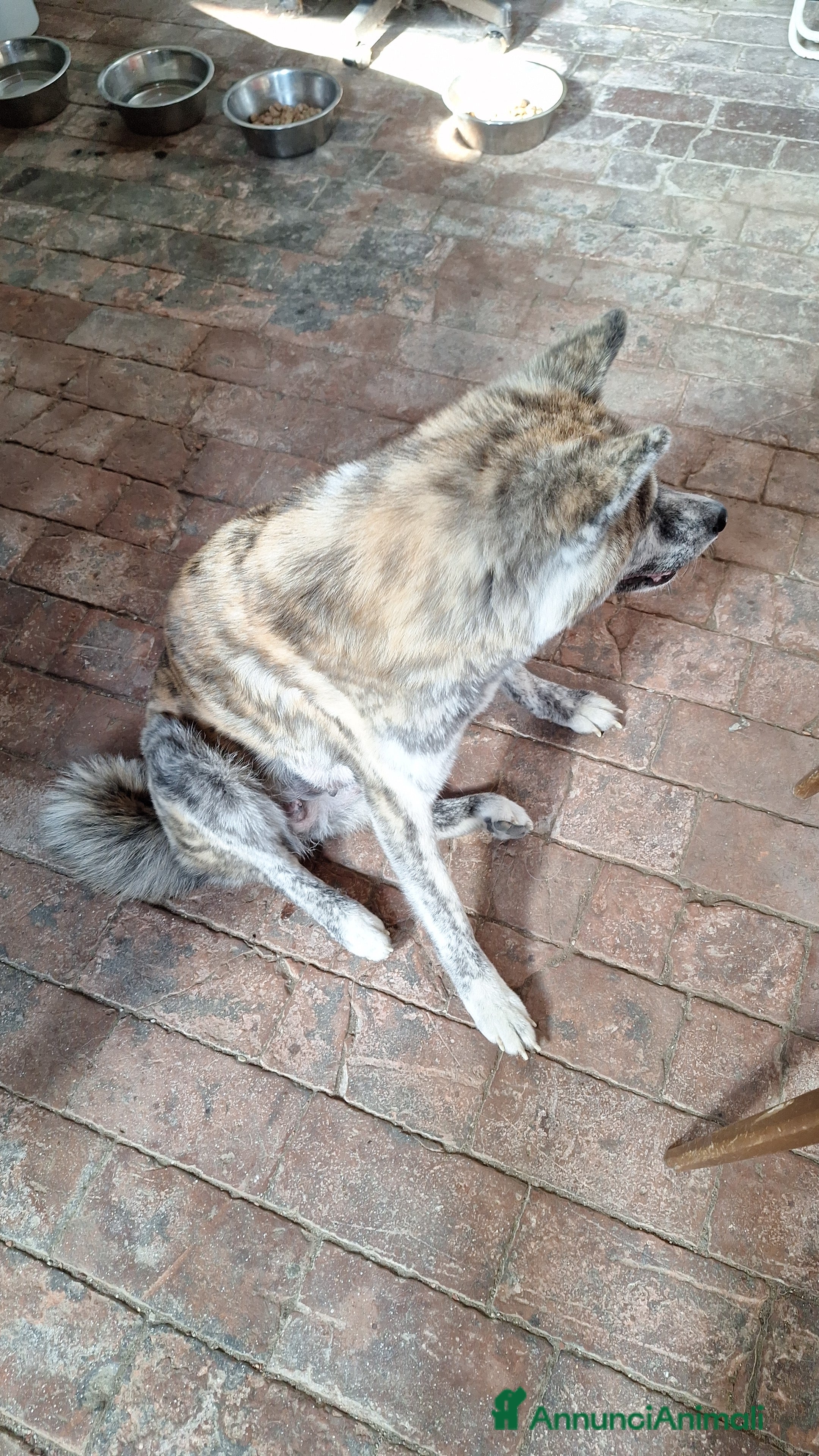 Akita Inu cani Akita inu tigrati - Annuncio 3