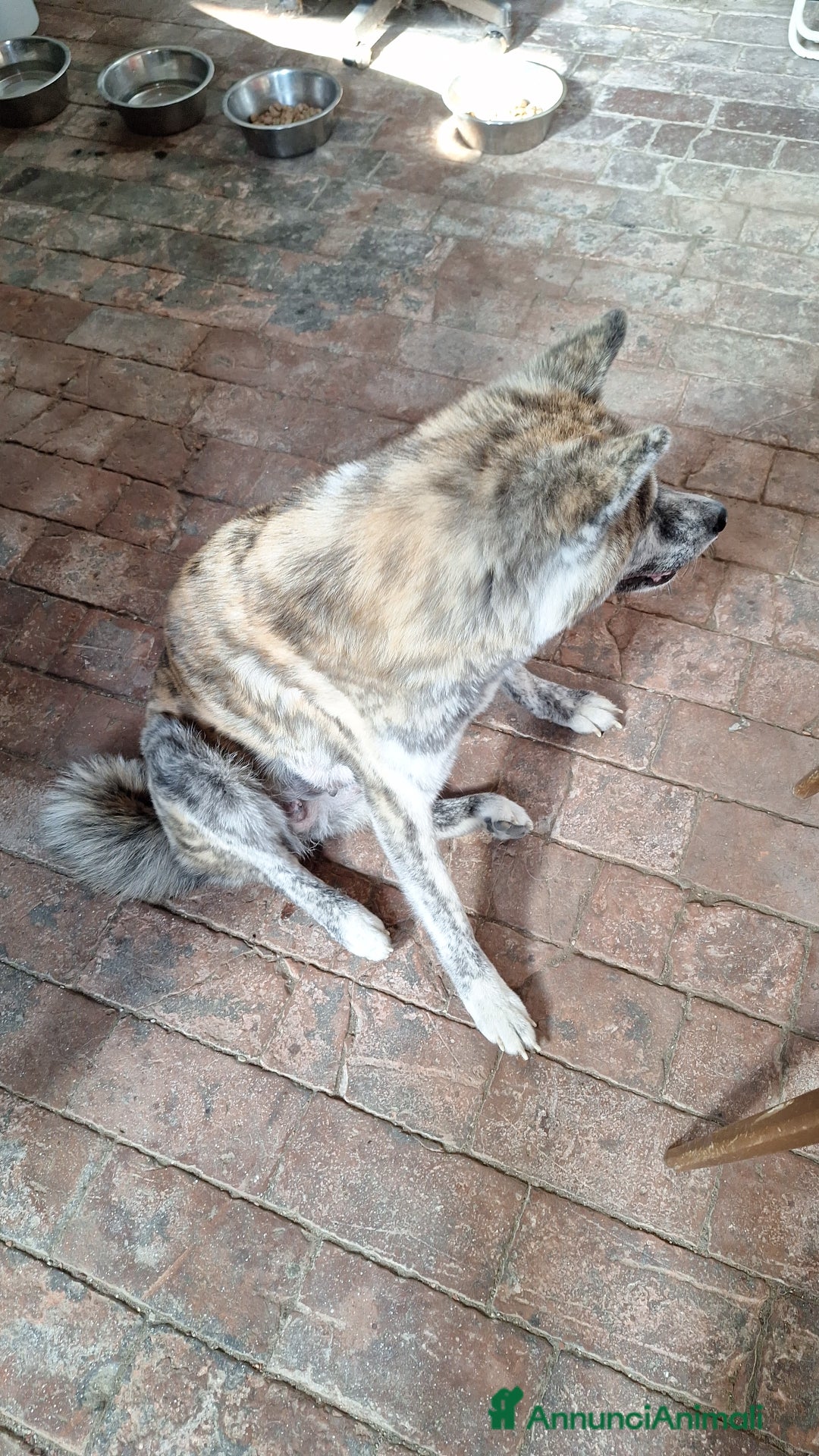 Akita Inu cani in vendita: Akita inu tigrati - Annuncio 1