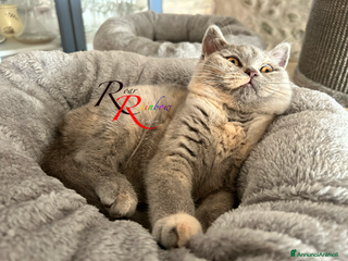 British gatti Gatti e British Shorthair - Annuncio 7