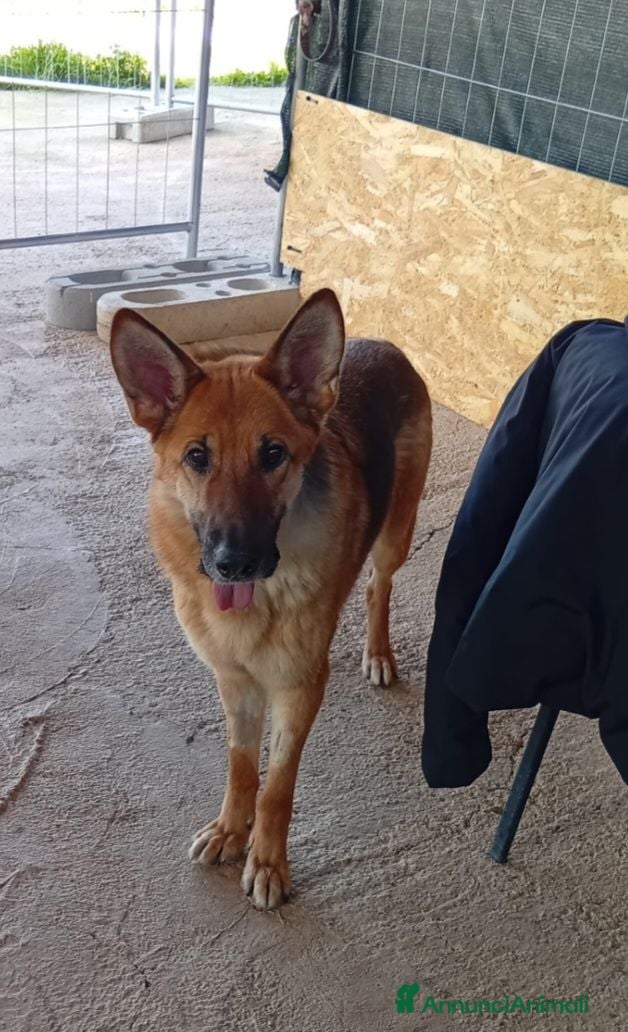 Pastore Tedesco cani Bella 6anni Pastore Ted. nn può tornare in canile - Annuncio 1