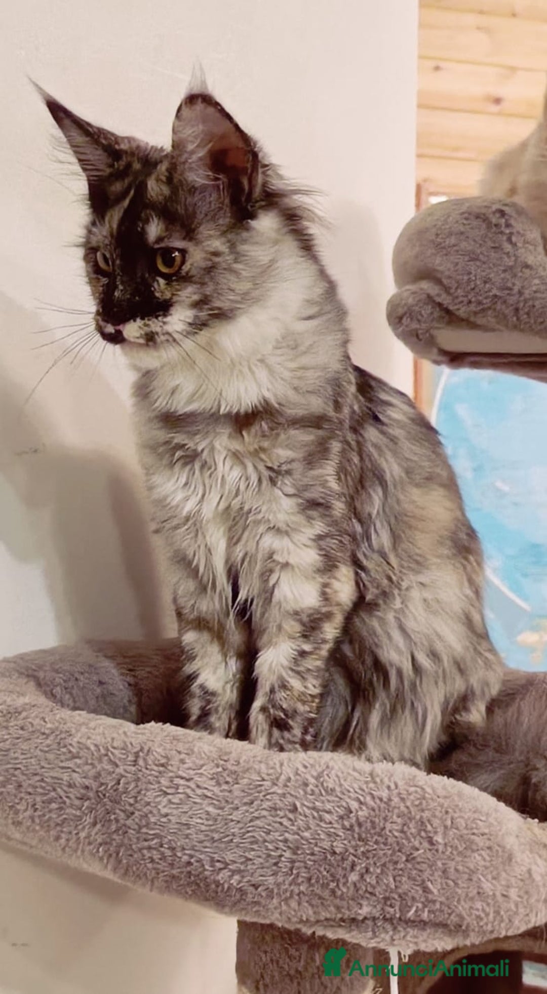 Maine Coon gatti in vendita: Cucciola Maine Coon Pedigree ANFI - Annuncio 10