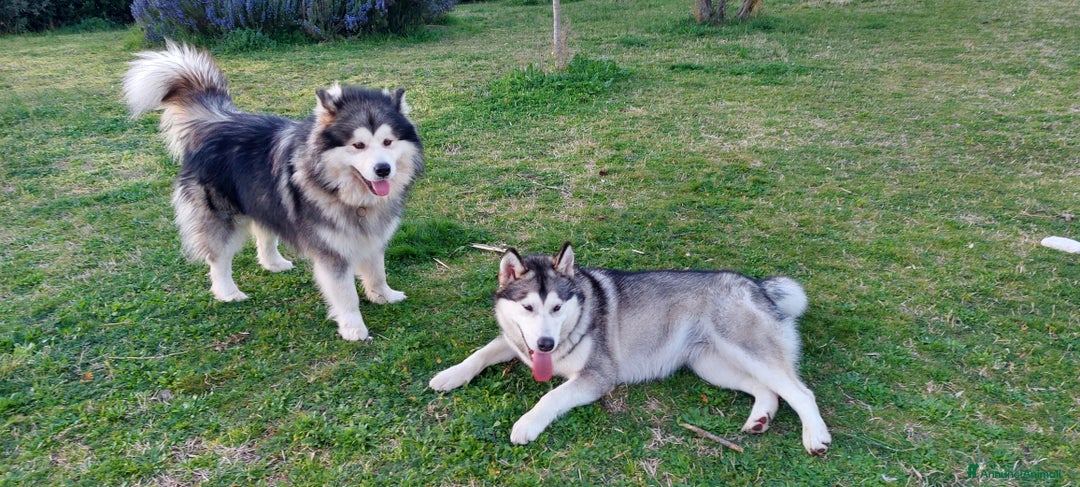 Alaskan Malamute cani in vendita: ALASKAN MALAMUTE ALTA GENEALOGIA - Annuncio 4