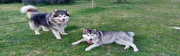 Alaskan Malamute cani in vendita: ALASKAN MALAMUTE ALTA GENEALOGIA - Annuncio 6
