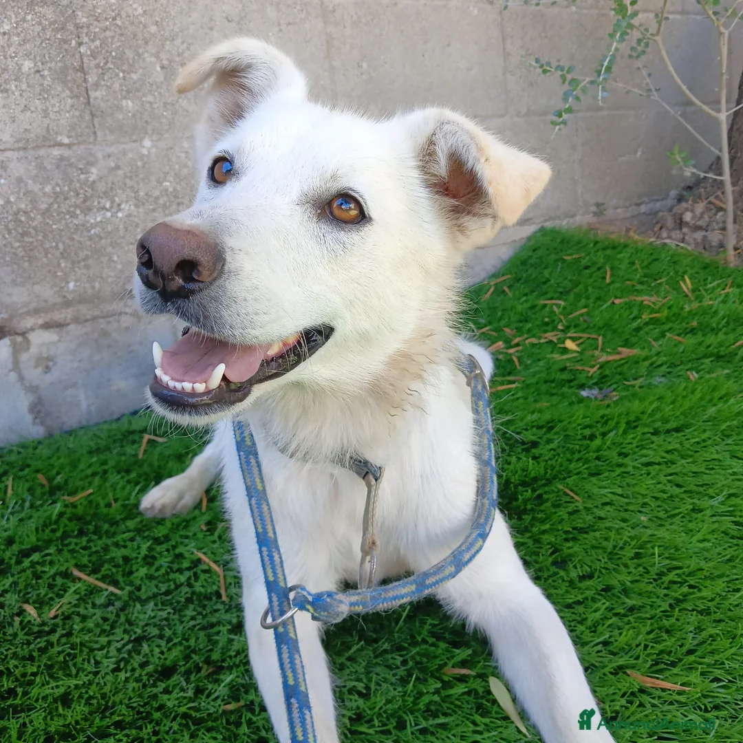 Meticcio cani in regalo: NICLA - Annuncio 2