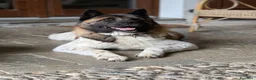 Akita Americano cani in regalo: Sasha ex fattrice a Provincia di Modena - Annuncio 4