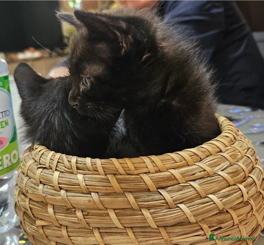 Meticcio gatti in regalo: 🐾 Meravigliose "panterine" cercano casa! 🐾 - Annuncio 1