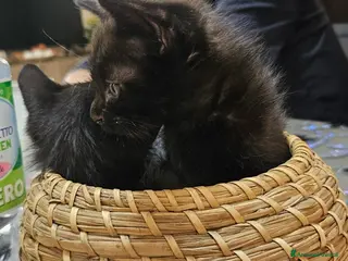 Meticcio gatti 🐾 Meravigliose "panterine" cercano casa! 🐾 - Annuncio 4