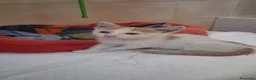 Meticcio cani in regalo: GATTINI DOLCISSIMI - Annuncio 6