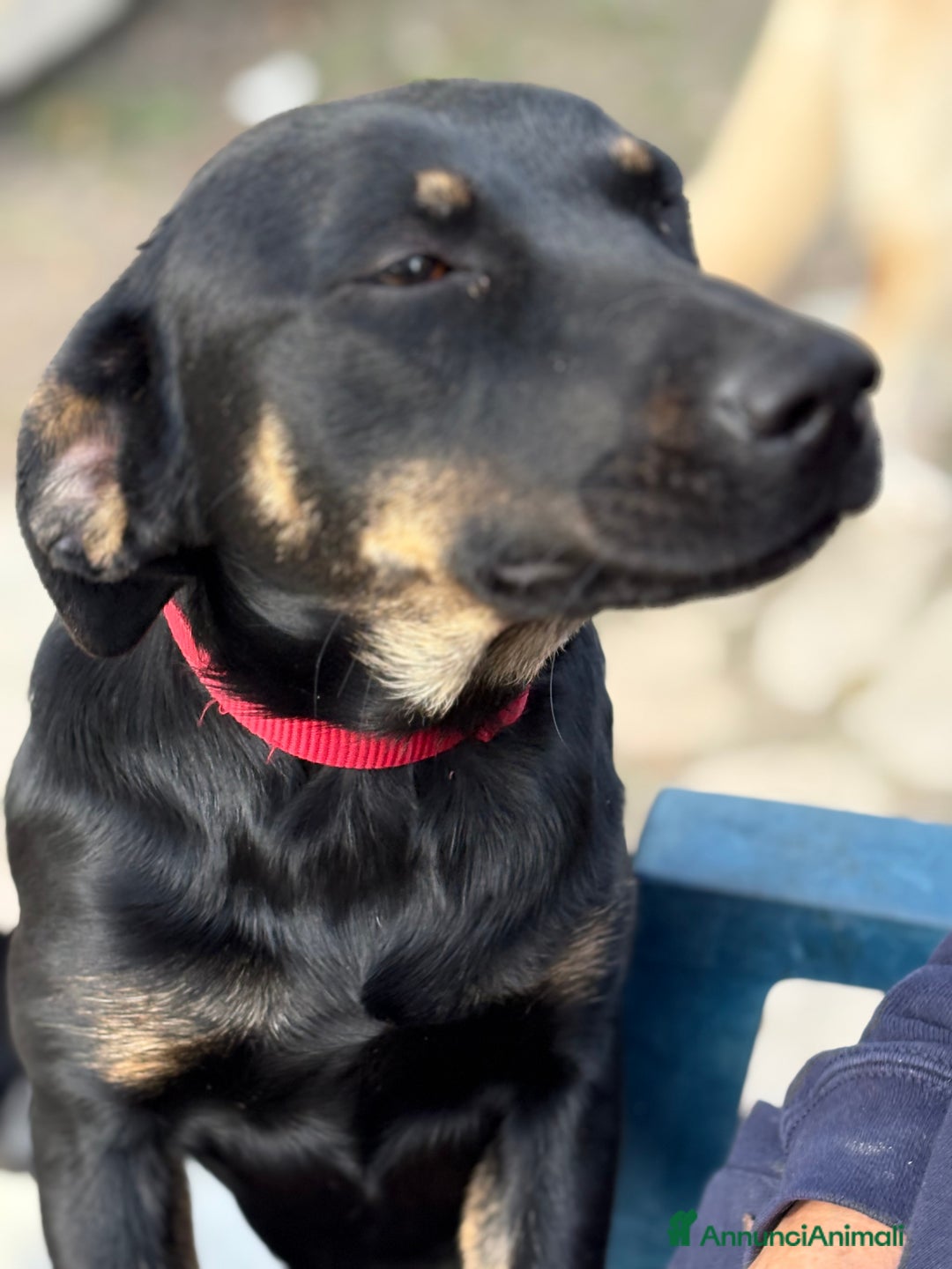 Altre razze cani in regalo: Alex e Susy cuccioli di 5 e 10 mesi cercano casa - Annuncio 14