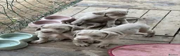 Weimaraner cani in vendita: Cucciolata di 6 Weimaraner  - Annuncio 8