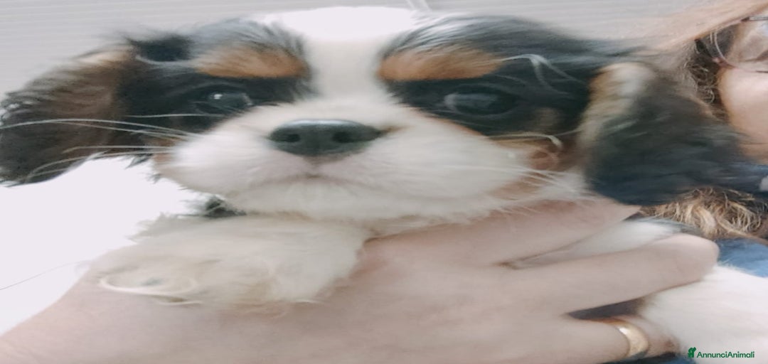 Immagine della galleria {{count}}