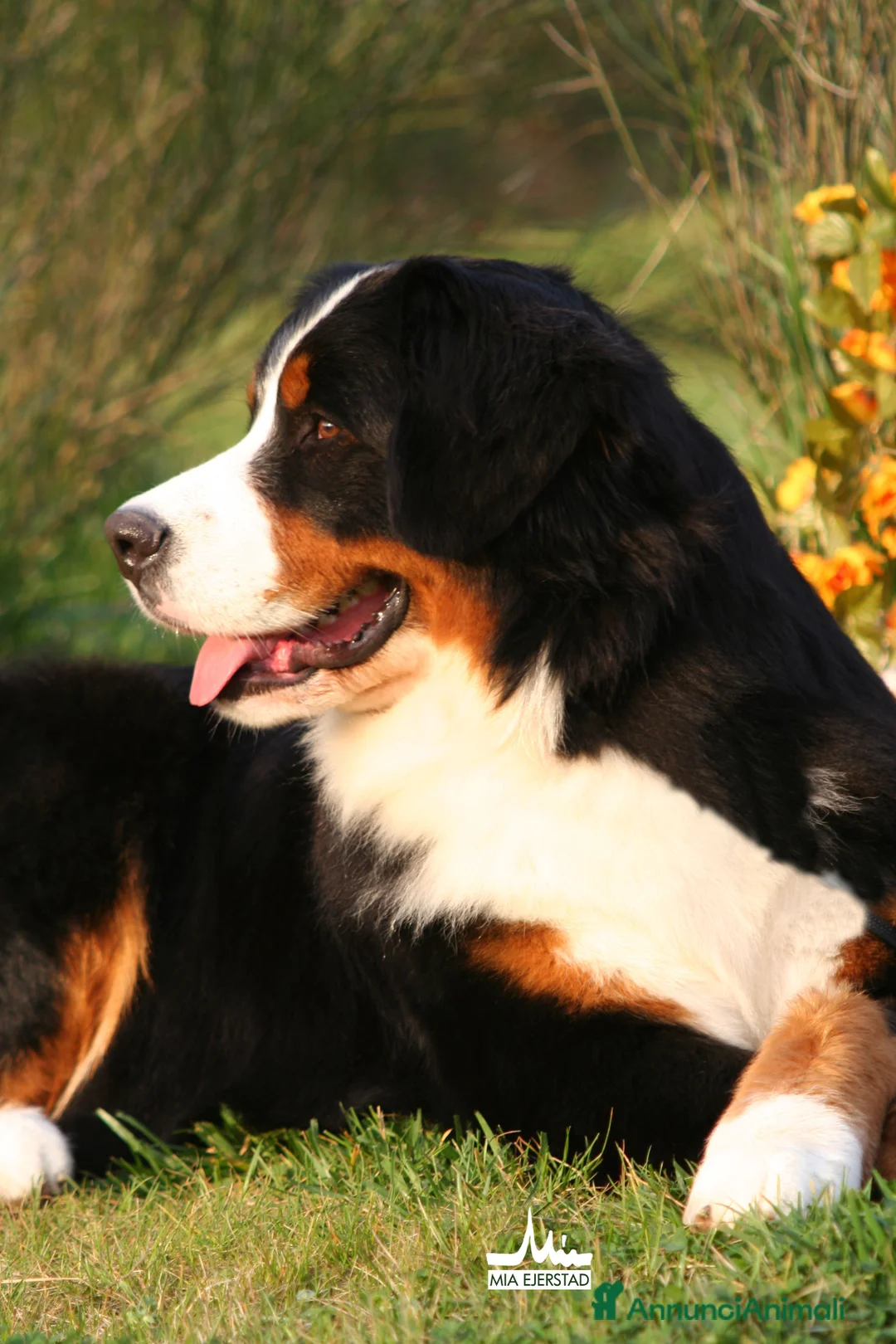 Immagine della galleria {{count}}