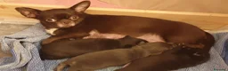 Chihuahua cani in vendita: Chihuahua maschio  a Provincia di Padova - Annuncio 3