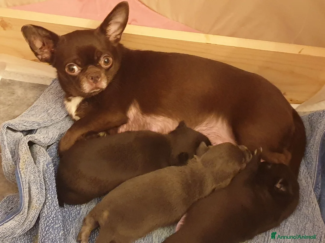 Chihuahua cani in vendita: Chihuahua maschio  a Provincia di Padova - Annuncio 3