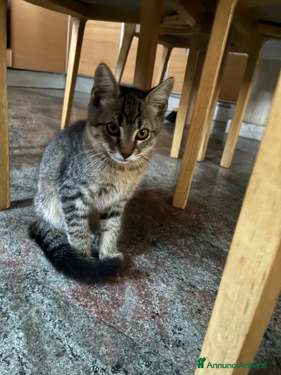 Meticcio gatti in regalo: Cucciolo in cerca di una casa - Annuncio 5