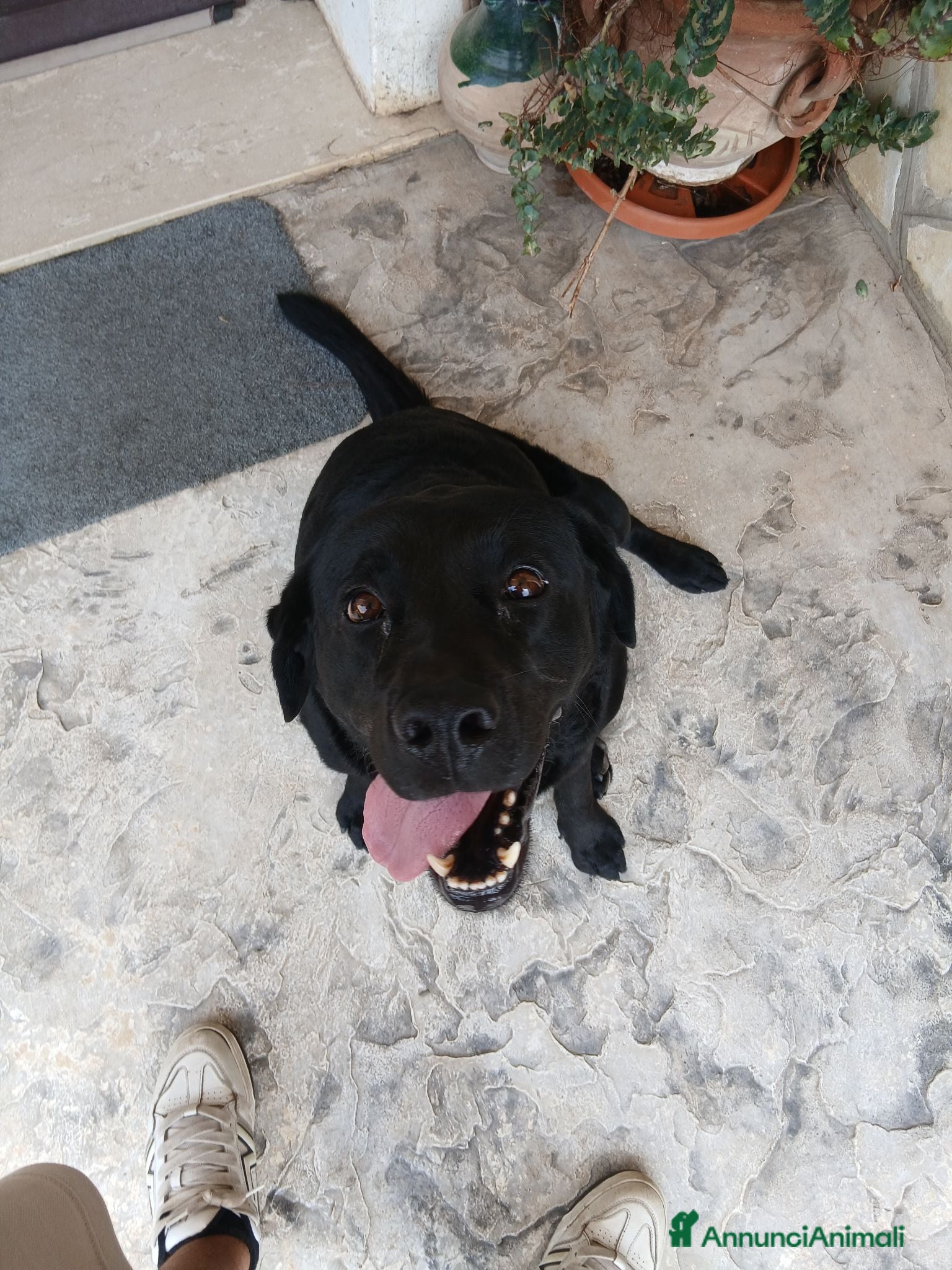 Labrador cani Cercasi femmina da monta - Annuncio 3