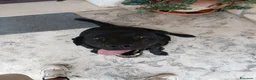 Labrador cani per accoppiamento: Cercasi femmina da monta a Città metropolitana di Roma Capitale - Annuncio 1