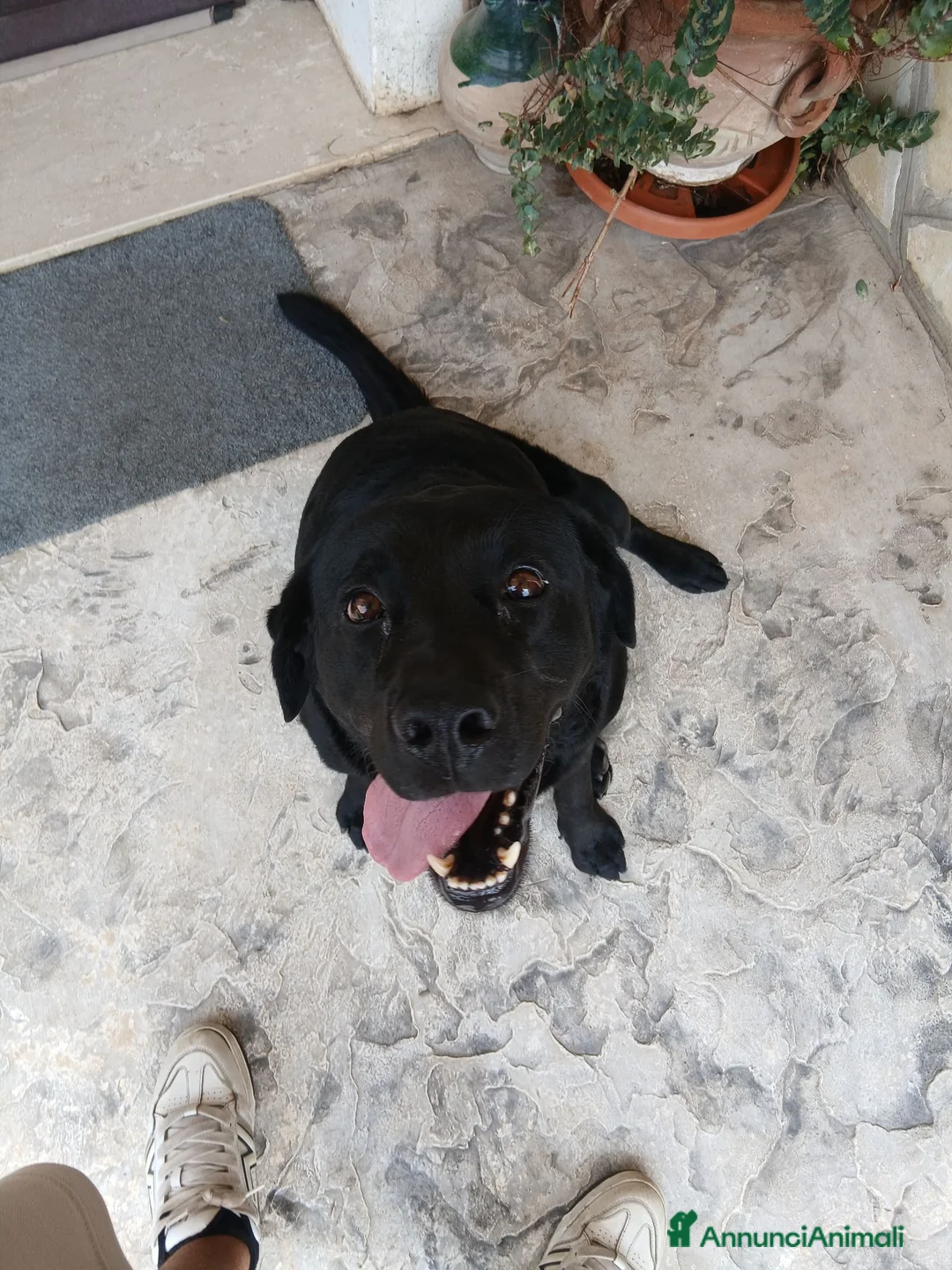 Labrador cani per accoppiamento: Cercasi femmina da monta a Città metropolitana di Roma Capitale - Annuncio 1