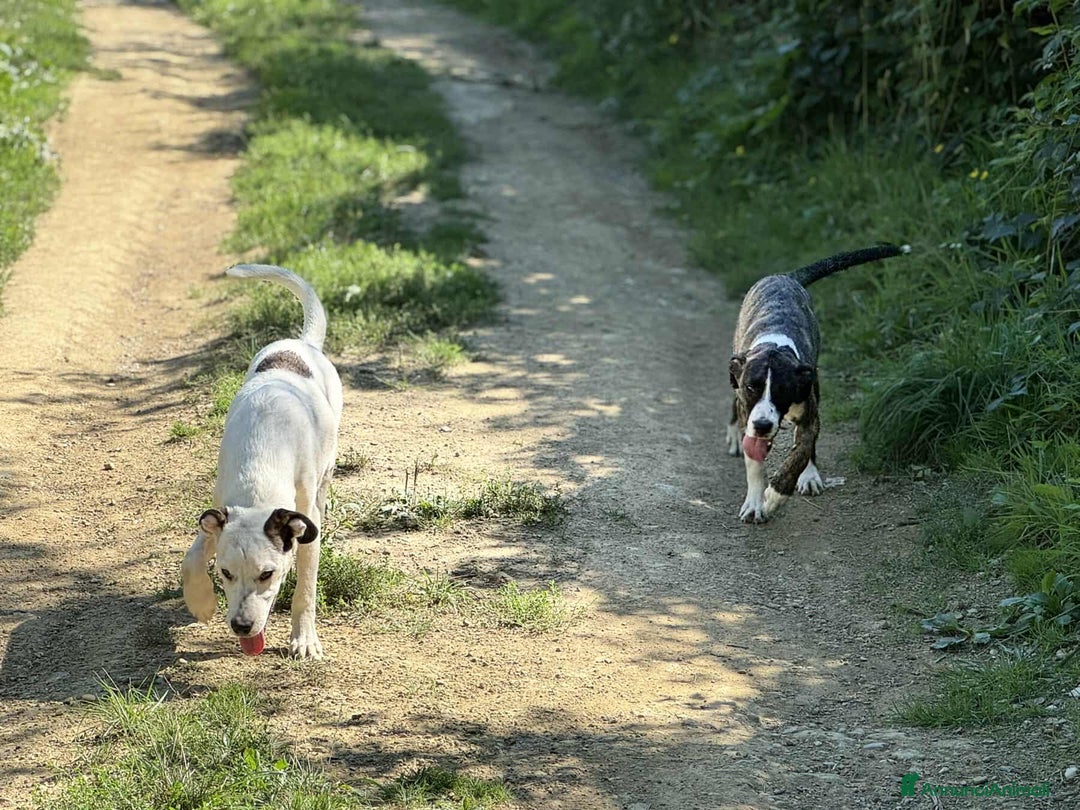 Meticcio cani in regalo: BALINA, cucciola mix DOGO ARGENTINO. Tenerissima!! - Annuncio 4