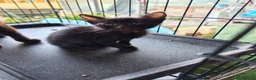 Meticcio gatti in regalo: 🐾 MOKA E I SUOI “MOCACCINI”  - Annuncio 4