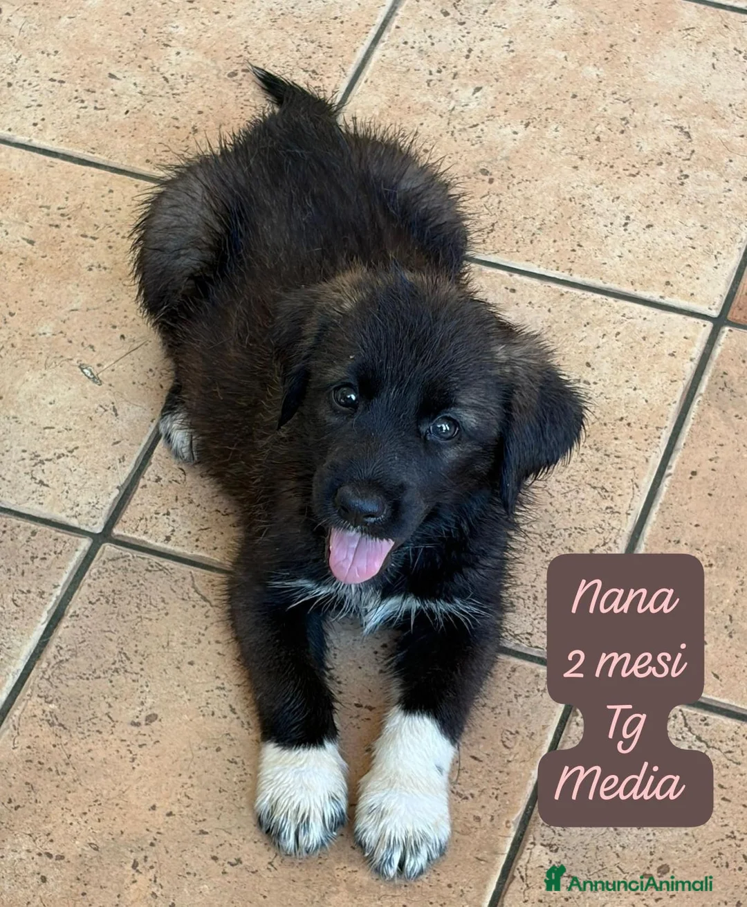Meticcio cani in regalo: Urgenti famiglie per questi cuccioli  - Annuncio 10
