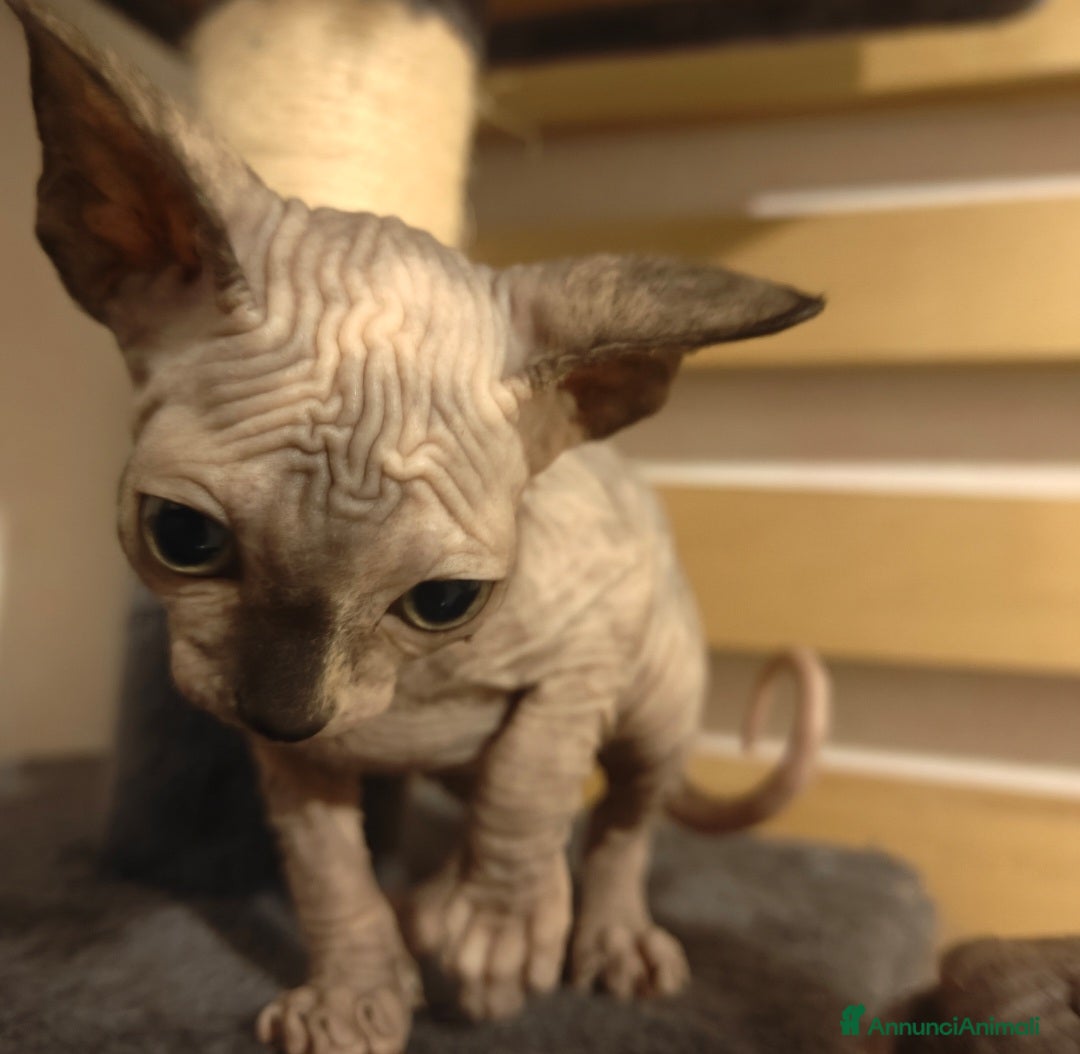 Sphynx gatti in vendita: Cucciola di Canadian Sphynx - Annuncio 3