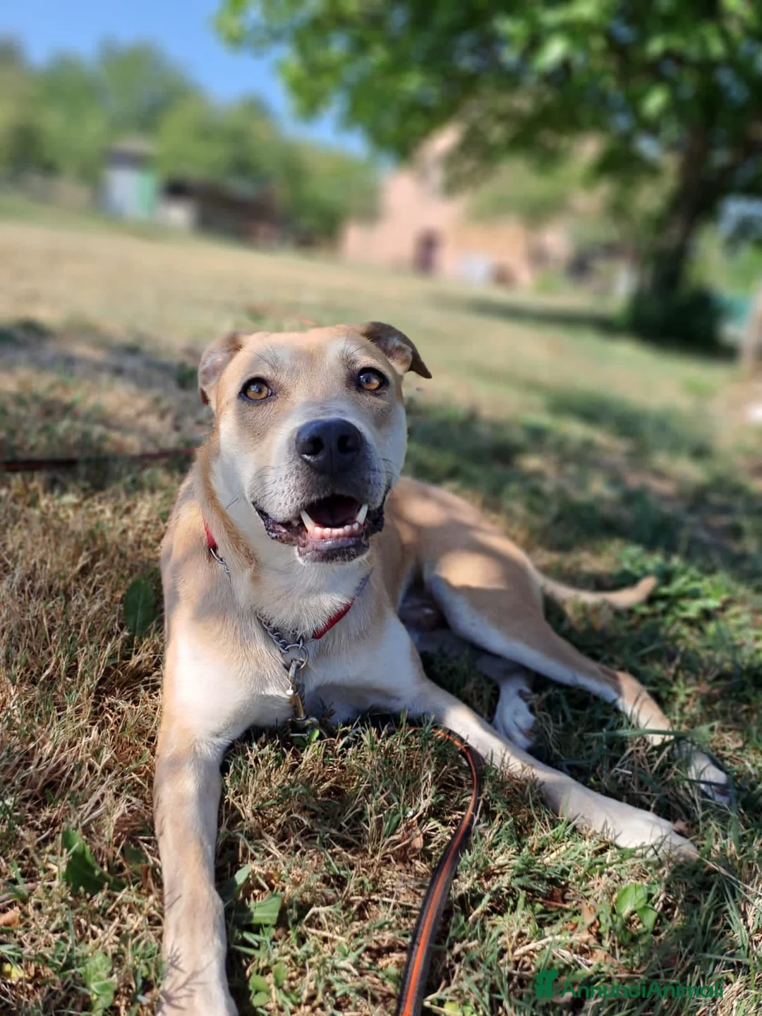 Meticcio cani in regalo: lupin - Annuncio 2