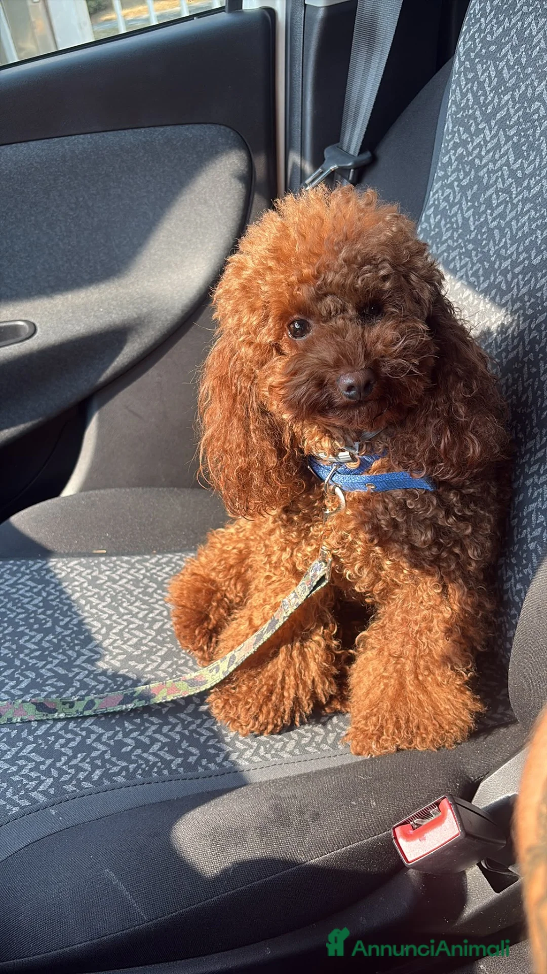 Barboncino Toy cani in vendita: Barboncini toy red brown  - Annuncio 7