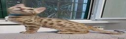Bengala gatti in vendita: Gatto del Bengala  - Annuncio 3