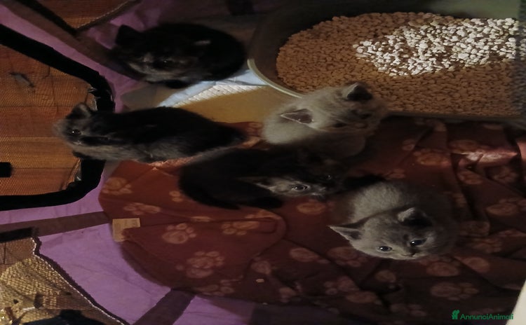 Scottish gatti - Annuncio 10