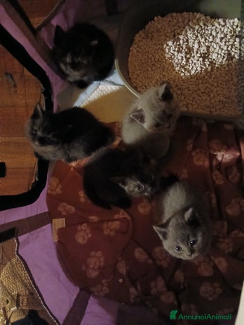 Scottish gatti - Annuncio 10