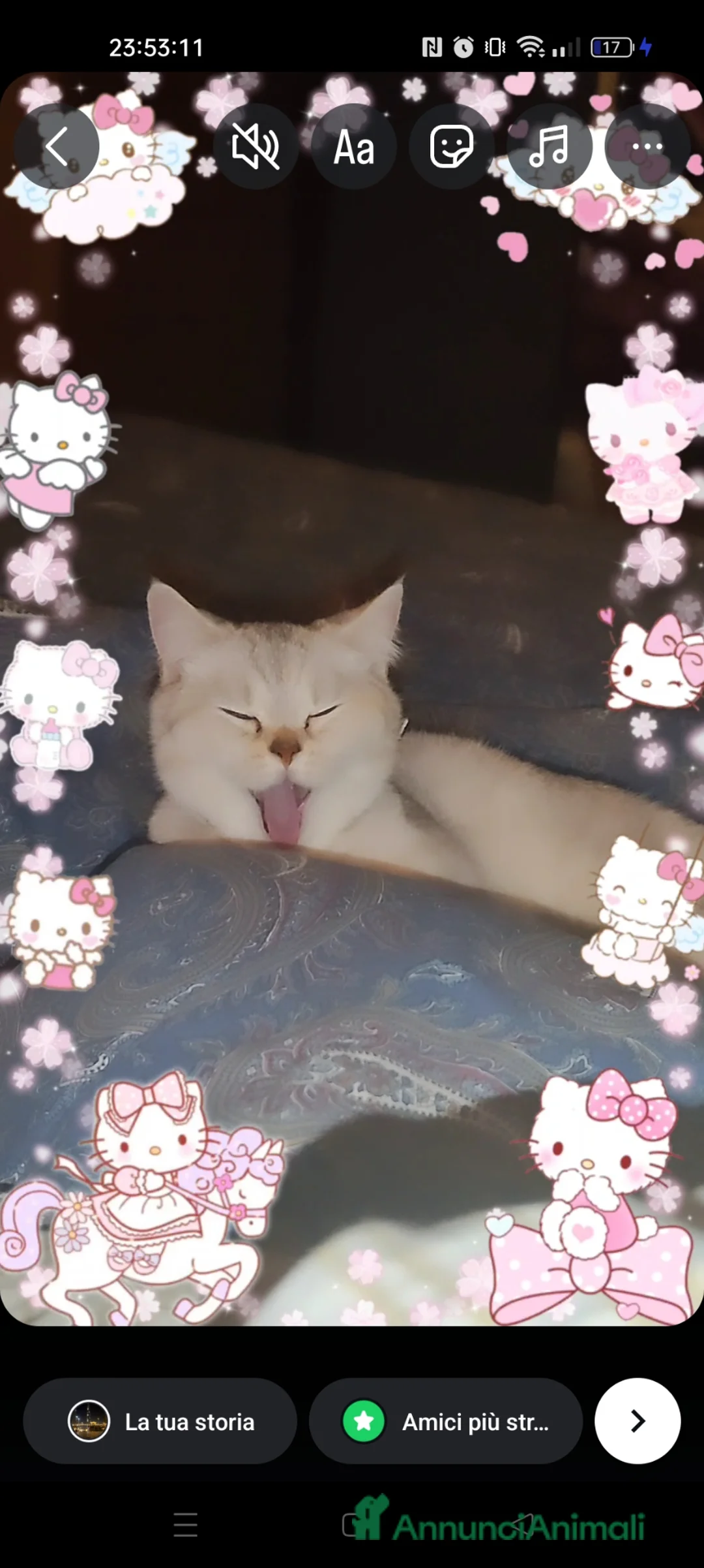 Scottish gatti per accoppiamento: Scottish Streight femmina per monta a Provincia di Bergamo - Annuncio 9