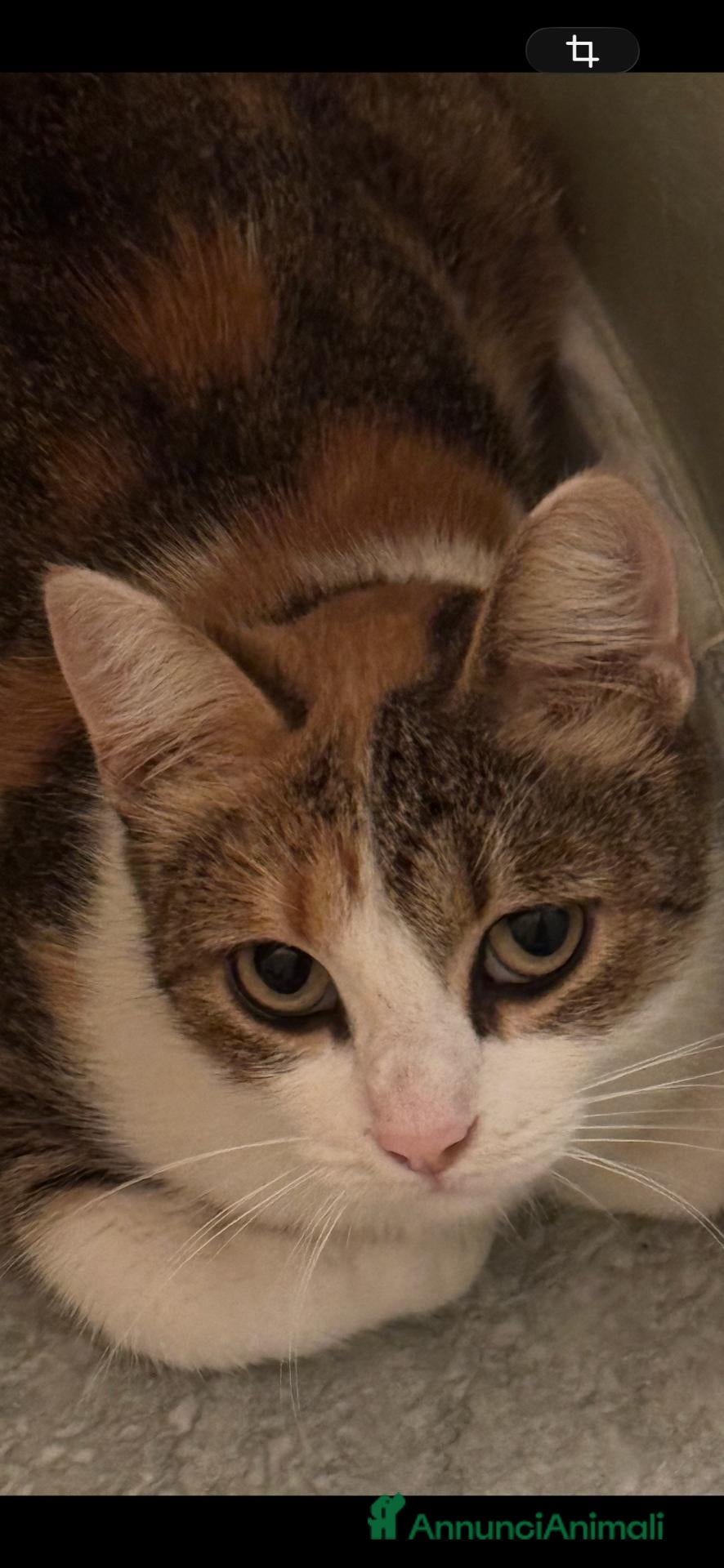 Meticcio gatti Gattina TRICOLORE - Annuncio 38