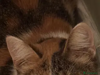 Meticcio gatti Gattina TRICOLORE - Annuncio 38