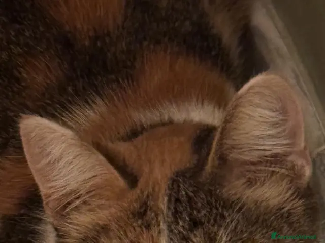 Meticcio gatti Gattina TRICOLORE - Annuncio 40