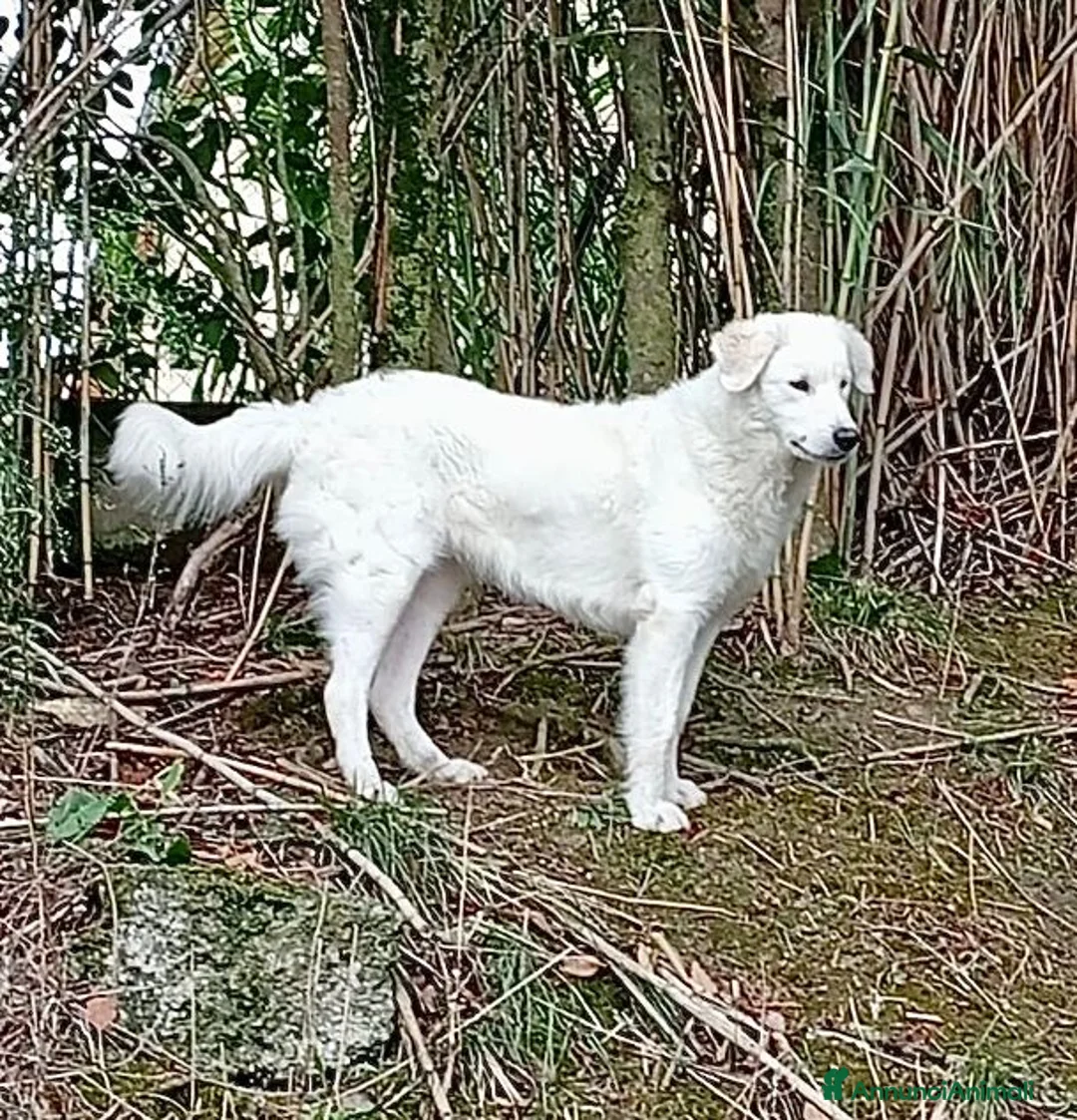 Pastore Abbruzzese Maremmano cani in regalo: ORTENSIA gioiosa ed affettuosa con tutti! - Annuncio 8