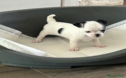 Chihuahua cani in vendita: Chihuahua femmina con pedigree a Provincia di Verona - Immagine 4