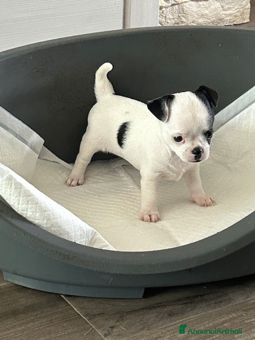 Chihuahua cani in vendita: Chihuahua femmina con pedigree a Provincia di Verona - Immagine 4