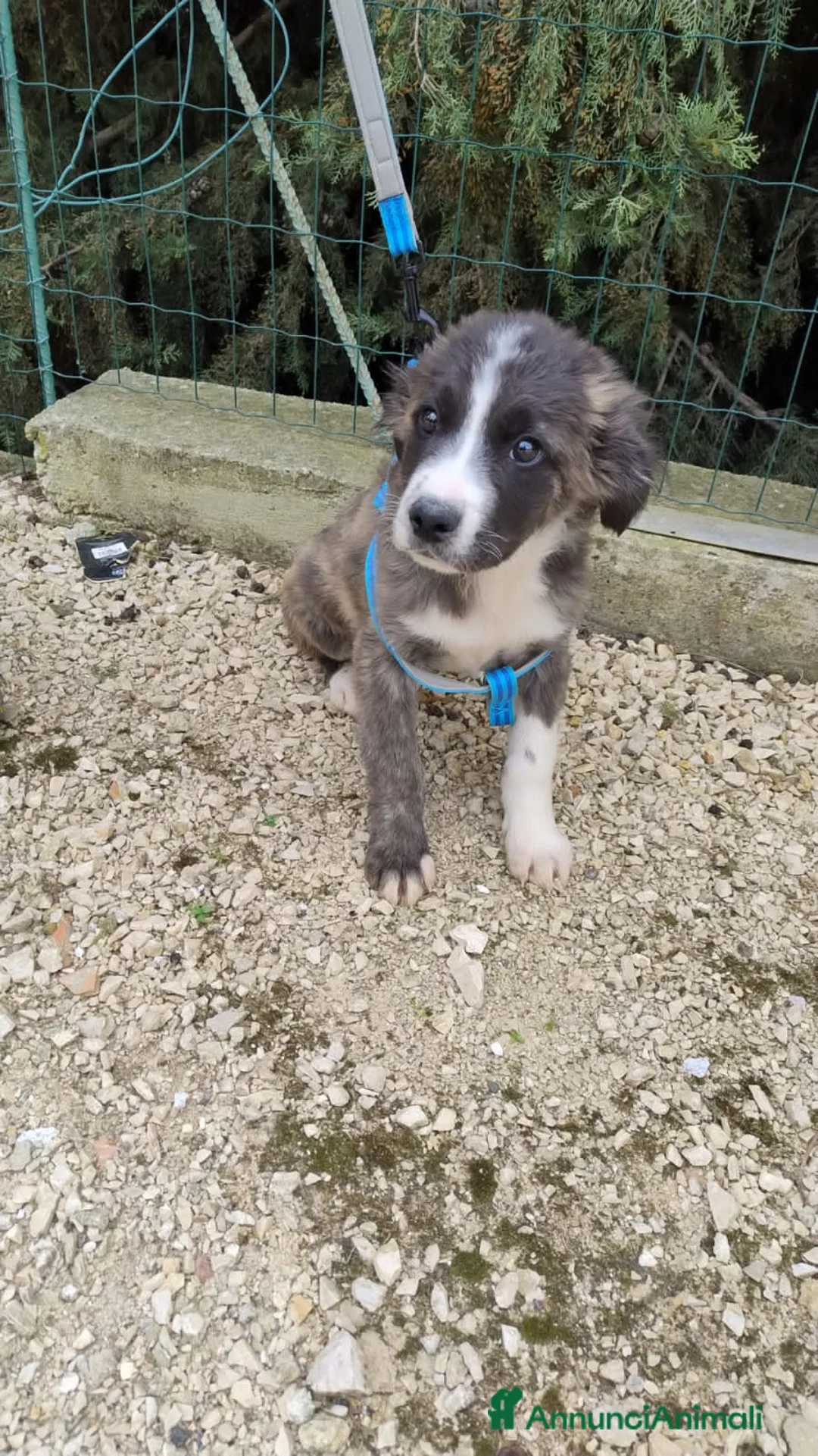 Meticcio cani in regalo: OLIVER, CHIARA, CIP, CUKI, NOLA E RADAMES, - Annuncio 2