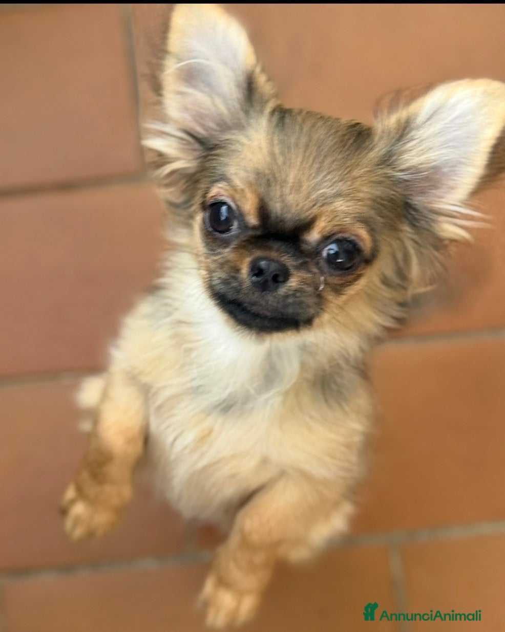 Chihuahua cani Chihuahua mini  - Annuncio 1