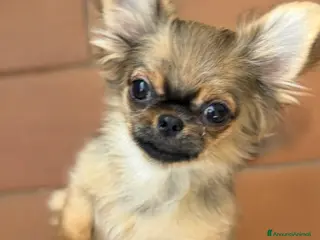 Chihuahua cani Chihuahua mini - Annuncio 1