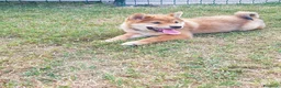 Shiba Inu cani in vendita: Ultimo cucciolo maschio shiba inu pedigree Enci  - Annuncio 7
