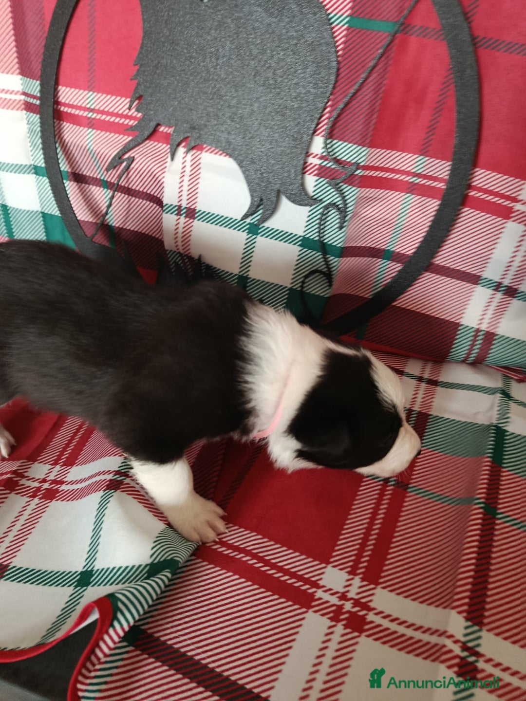 Border Collie cani in vendita: cuccioli border collie  - Annuncio 12