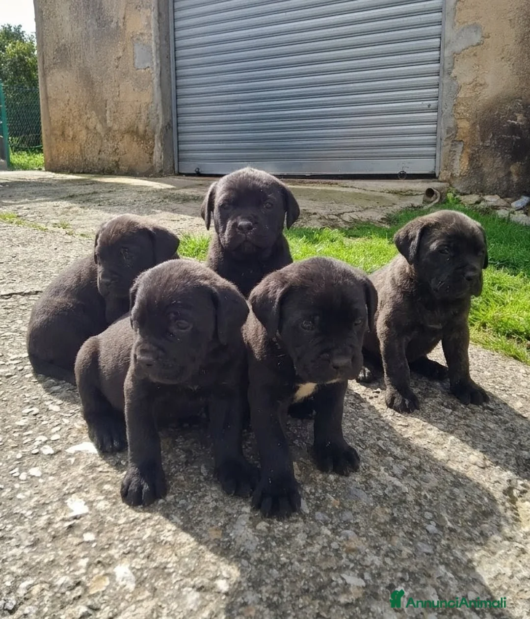 Cane Corso cani in vendita: Cuccioli di cane corso - Annuncio 1