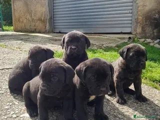 Cane Corso cani Cuccioli di cane corso - Annuncio 1